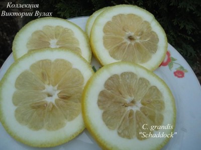C grandis 2 - 